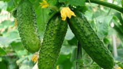 Than fertilize cucumbers during fruiting