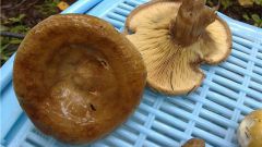 Как солить грибы дуньки