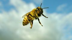 Укусы насекомых: как предотвратить и чем лечить