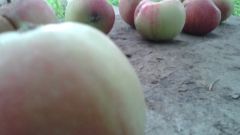 Какими полезными свойствами обладают деревенские яблоки
