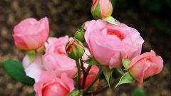 Как выращивать садовую розу