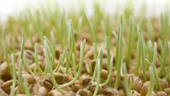 Как прорастить пшеницу в домашних условиях для еды