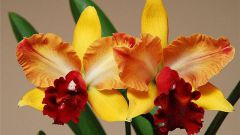Какой сорт орхидеи выбрать для дома