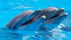 Что такое дельфинотерапия