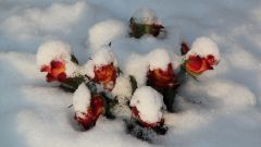 Как укрыть плетистые розы на зиму в средней полосе