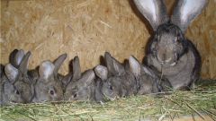 Почему крольчихи съедают своих крольчат