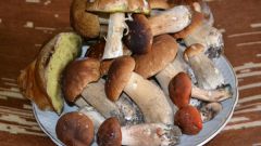Как приготовить свежие грибы