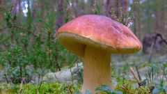 Как правильно хранить грибы в домашних условиях