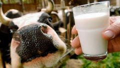 Какие молочные породы коров самые лучшие: описание и продуктивность