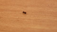 Как избавиться от муравьев в жилых помещениях