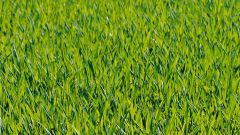 Почему трава весной зеленая