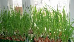 Как вырастить зеленый лук без земли