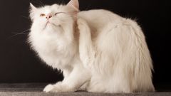 Какими способами выводят блох у кошек