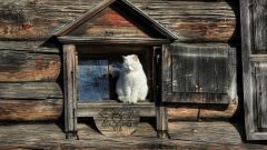 История кошек в России