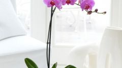 The choice of pot and soil for Phalaenopsis orchids
