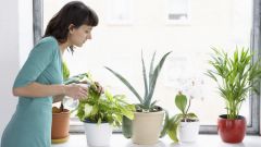 Как выбрать для дома подходящее растение?