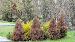 Conifers turn yellow in the spring, what to do?