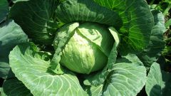 Treatment of cabbage from pests folk remedies