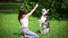 How to teach your dog to obedience