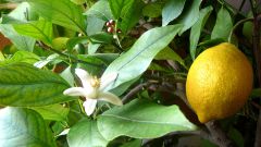 Почему опадают листья у комнатного  лимона