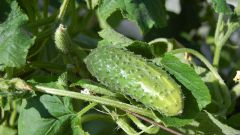 When to plant cucumber seedlings in open ground