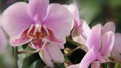 Как правильно обрезать орхидею    