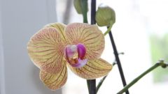 Простой уход за орхидеей фаленопсис