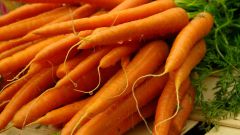 Когда сажать морковь в открытый грунт
