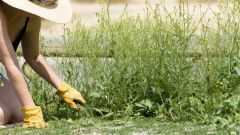 How to get rid of weeds on the plot
