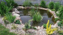 The best plants for garden pond