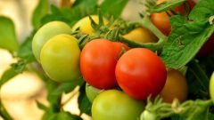 How often to water tomatoes
