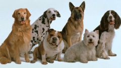 Six professions who are obedient dogs