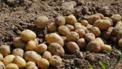 Традиционные способы посадки картофеля