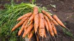 Как вырастить морковь на огороде