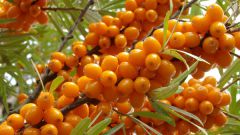 What are the benefits of sea buckthorn