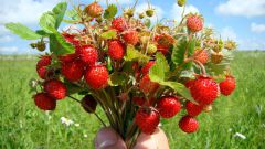 The strawberries: buying, planting and care
