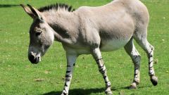 Features of use of donkeys in the labor force