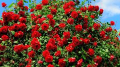 Important tips for care of roses