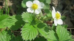 What to feed strawberries in the spring