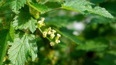 What to feed black currants, raspberries and gooseberries in the spring