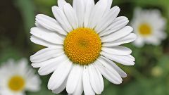 The healing properties of chamomile
