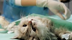Whether or not to sterilize a cat?
