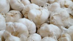 What to feed garlic