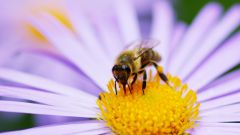 What to do when a bee sting or wasp