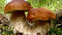 Mushroom cultivation as a business