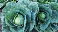 How to handle cabbages from caterpillars folk remedies