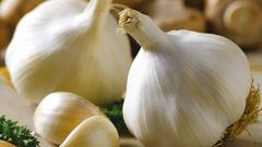 Business idea: growing garlic
