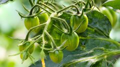 What to feed tomatoes during flowering