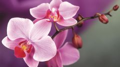 How to transplant orchids