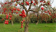 Как нужно сажать фруктовые деревья